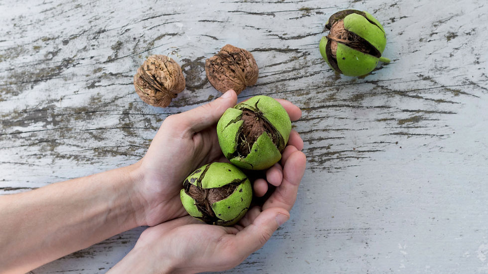 Hands holding green walnuts on a weathered gray wooden surface. Brown shelled walnuts are scattered, creating a rustic, natural scene. 