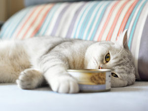 Food Safety - and your best friend