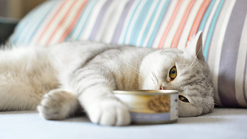 Cat With Food