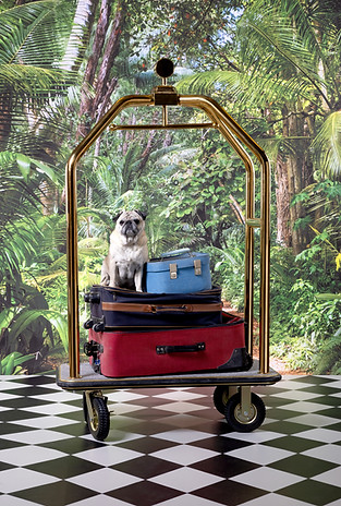 Luggage Trolley