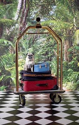 Pug On Luggage