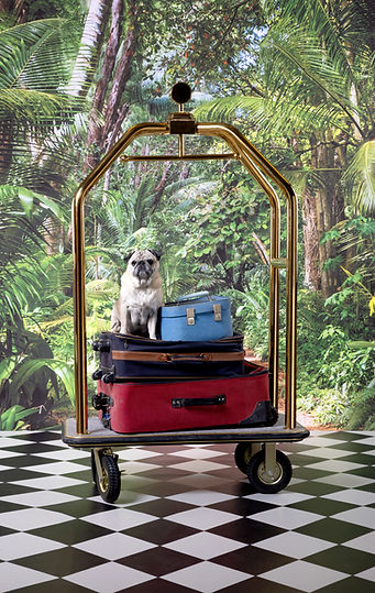 Pug On Luggage