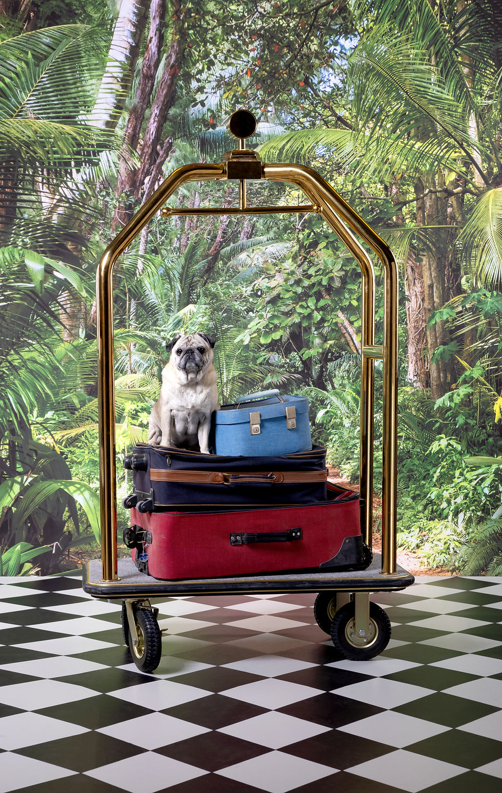 Pug On Luggage