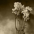 Flores en tonos sepia