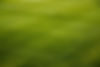 Grass Field