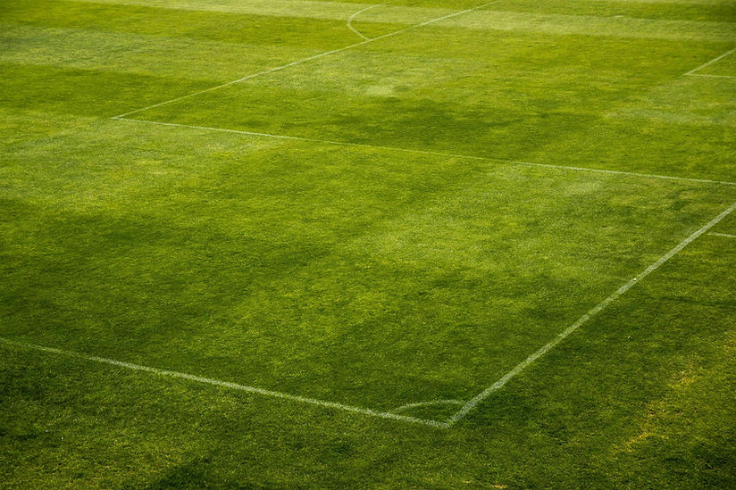 Campo de hierba