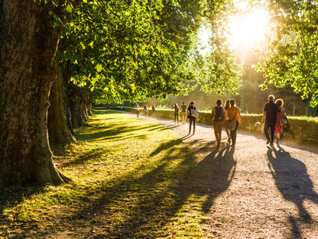 People walking along a path next to a line of trees