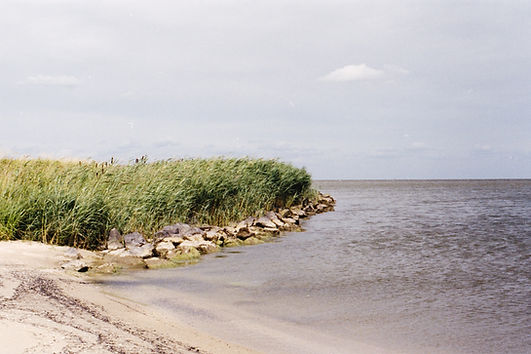 Riet aan zee