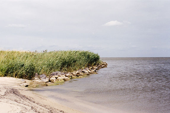 Water with reed grasses and rocks. No link is associated with this picture.