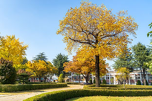 School Campus in Fall