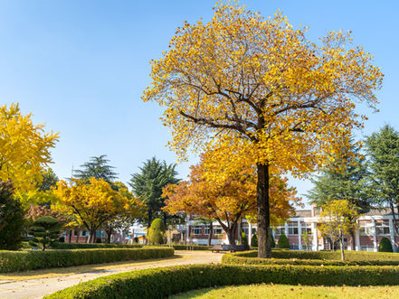 Street Tree Agreement