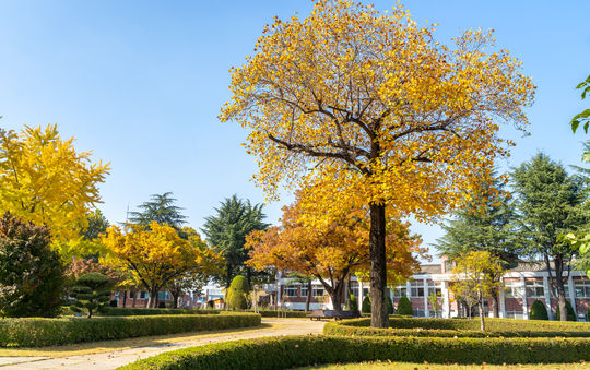 School Campus in Fall