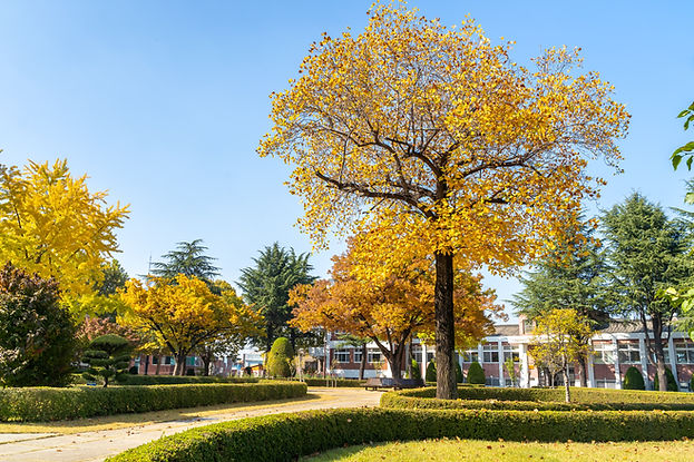 School Campus in Fall
