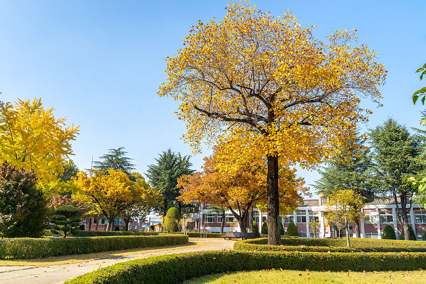 School Campus in Fall