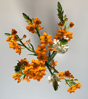 l'Étoile de Béthlehem