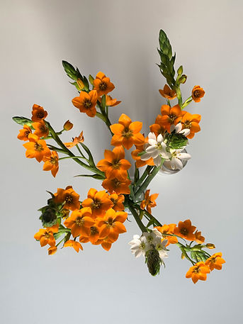 Orange And White Flowers