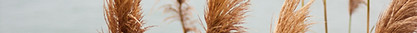 Pampas Grass