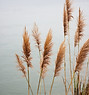 Pampas Grass