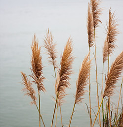 Pampas Grass