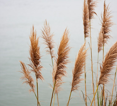 Pampas Grass