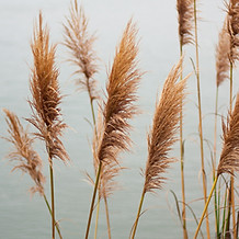 Photo of beige leaves