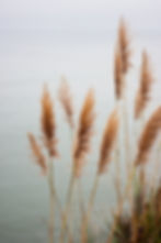 Pampas Grass