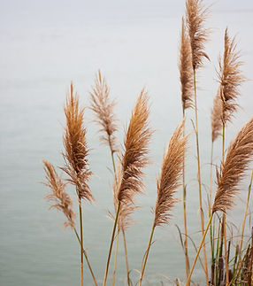 Pampas Grass