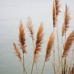 Pampas Grass By Water