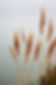 Pampas Grass