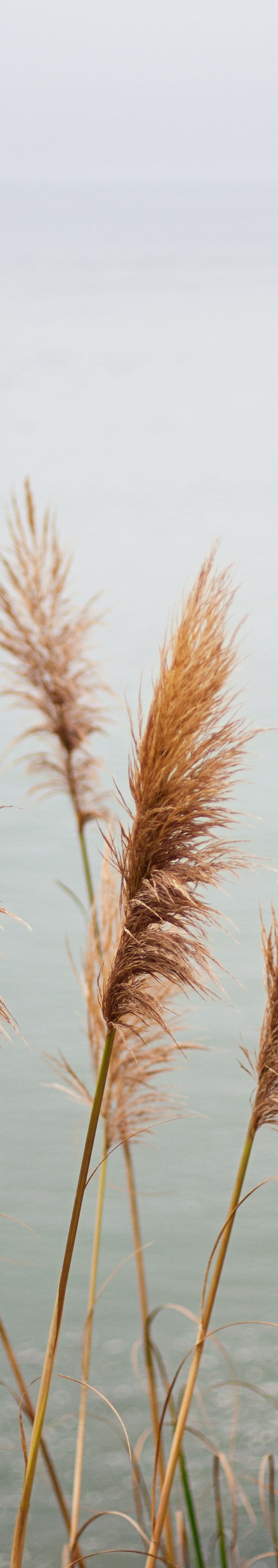 Pampas Grass