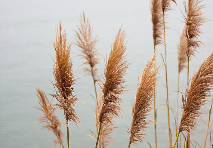 Pampas Grass