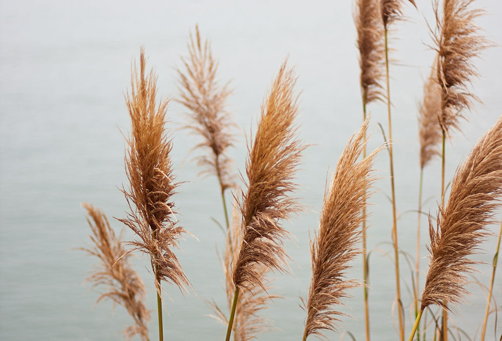 Pampas Grass