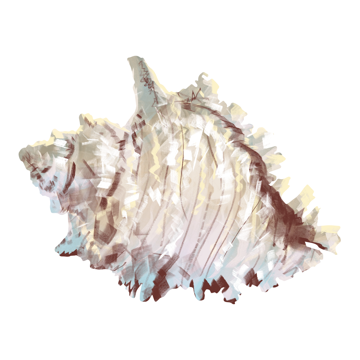 Seashell  