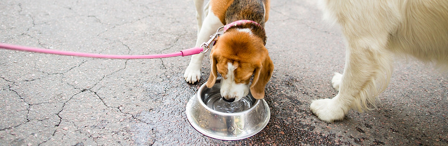 Staying Hydrated