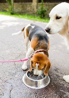 屋外にいる2匹の犬