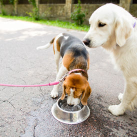 HOW MUCH WATER DO DOGS NEED TO DRINK DAILY FOR OPTIMAL HEALTH?