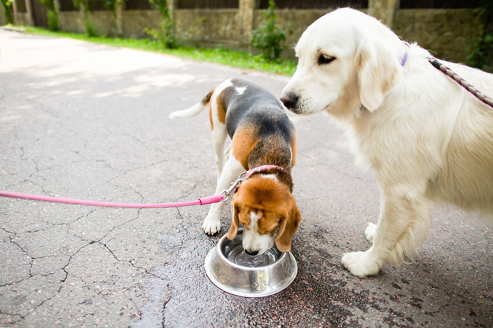 Deux chiens dehors