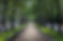 Picturesque Park Scenes