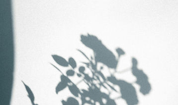 Plant Schaduw Silhouet