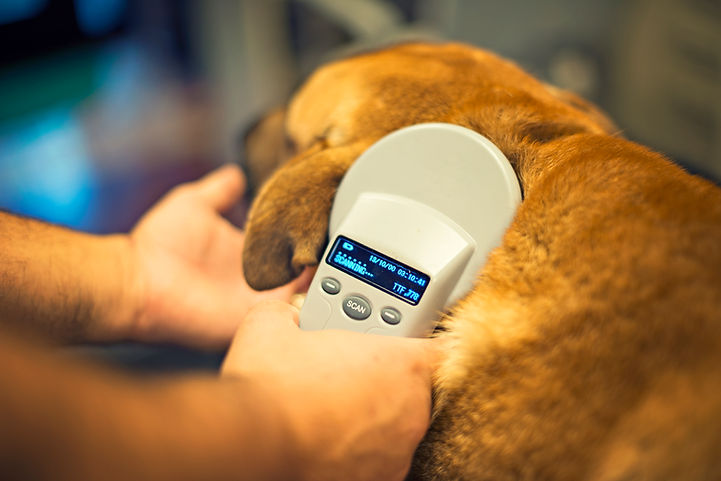 pet microchipping