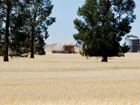 Furphy of a private grain bid - don't sell yourself short