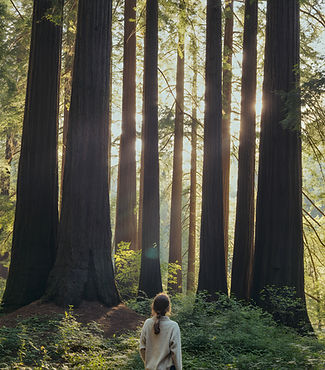 Forest Walk View, several tall trees with greenery and sunlight peeking through