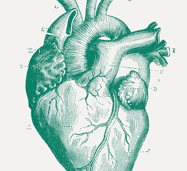 Anatomical Heart Illustration