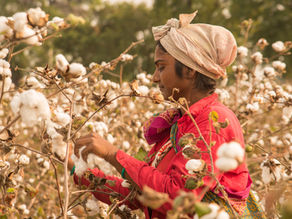 Die Geburt eines Pullovers