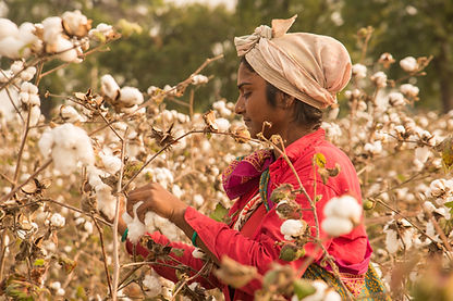Cotton Crop