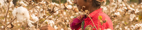 Cotton Crop