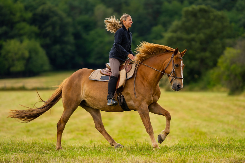horse running in field with rider has a great post horse show recovery routine to keep him healthy and happy