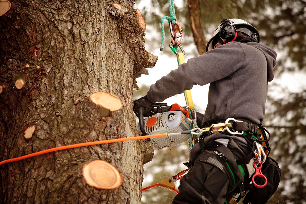 A tree surgeon using a specialised chainsaw to prune a trunk