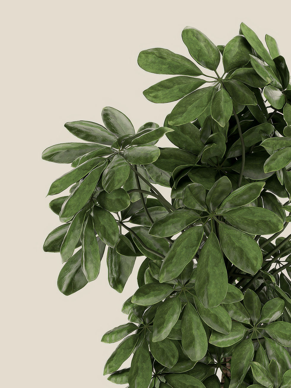Plante à feuillage vert