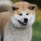 Shiba Inu